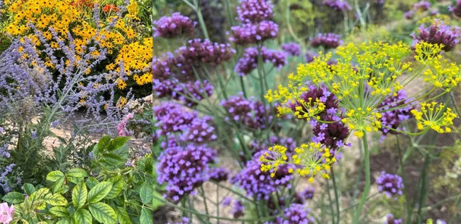 paarse en gele bloemen