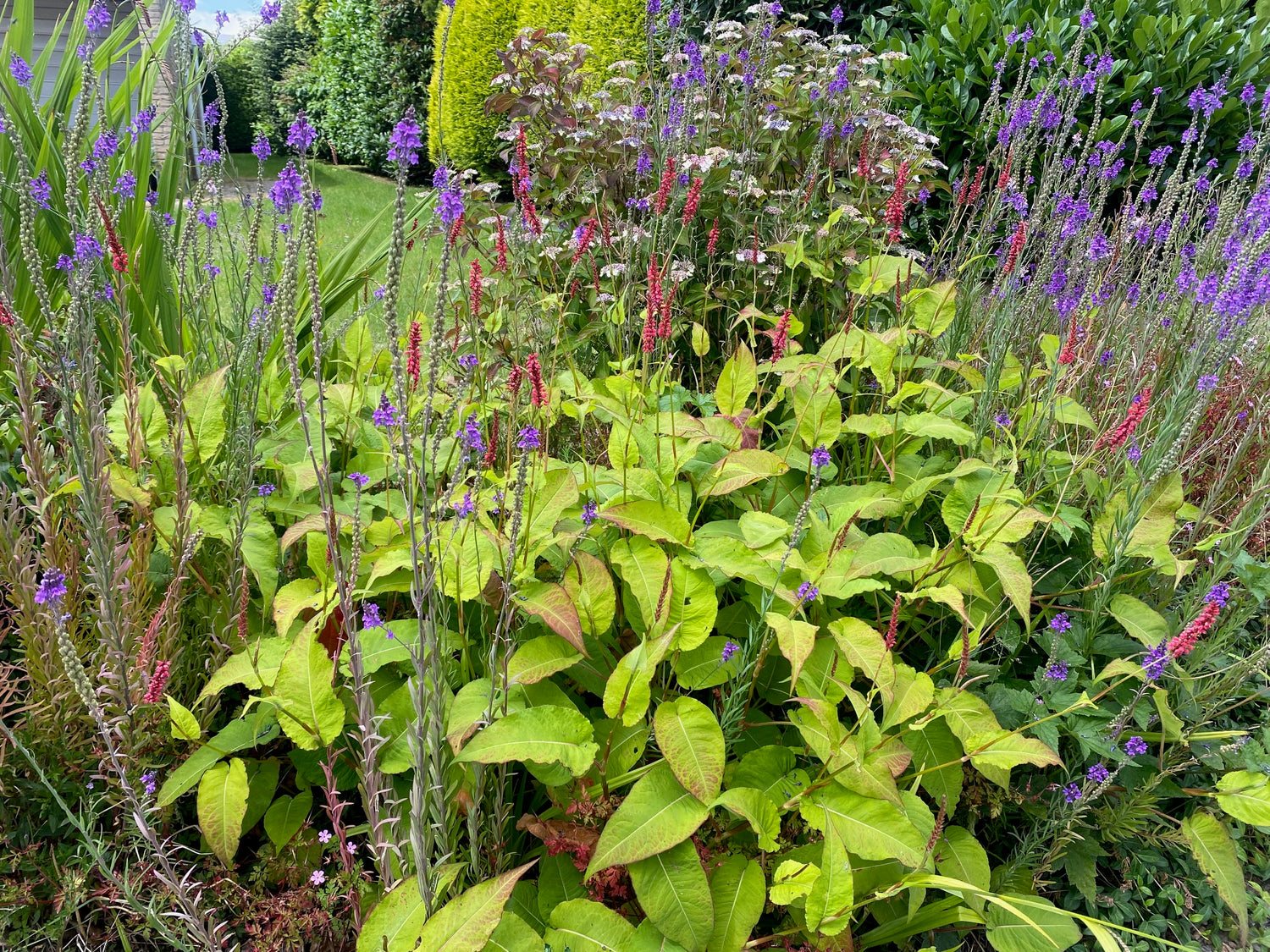 Duizendknoop 'Persicaria' planten van laag tot hoog beschreven