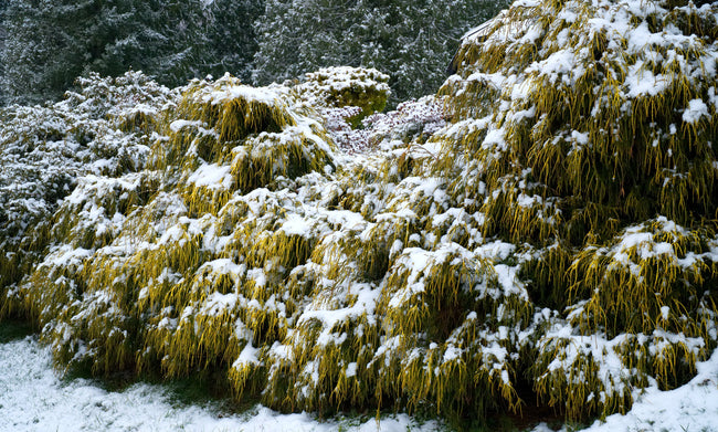 winterhardheid van tuinplanten 