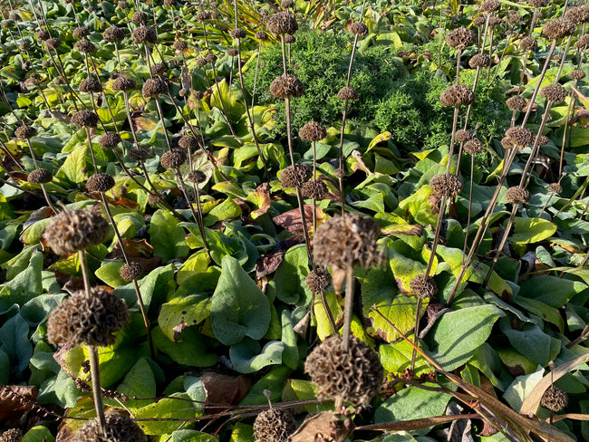 phlomis-brandkruid.jpg