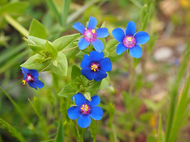 Pimpernel Yarinde tuinplanten