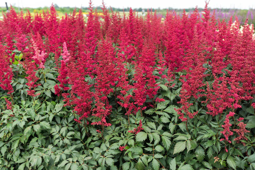 Welke vaste planten, struiken en bomen doen het goed in Zeeland?