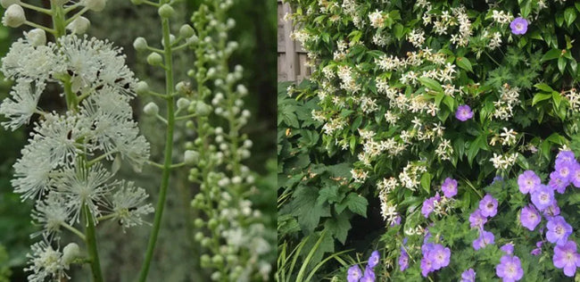 planten voor in de schaduw, halfschaduw of zon