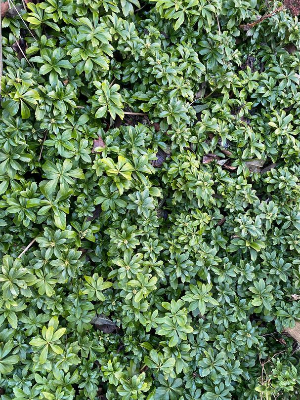 Welke bodembedekker planten zijn geschikt voor onder een boom?