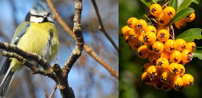 Planten die vogels lokken en helpen