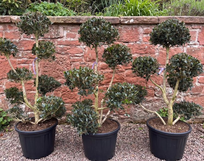 Pompon bomen en struiken, wat is dat?