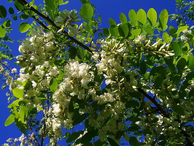 Robinia Tuinplanten Yarinde