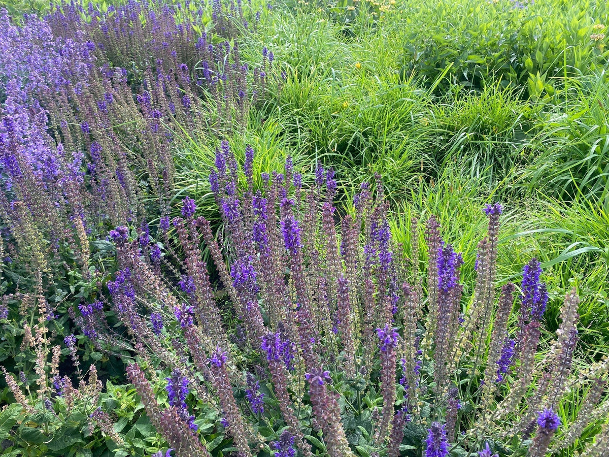 Alles over Salie planten in de tuin