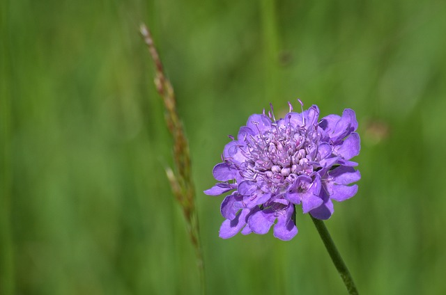 Scabiosa Yarinde tuinplanten 