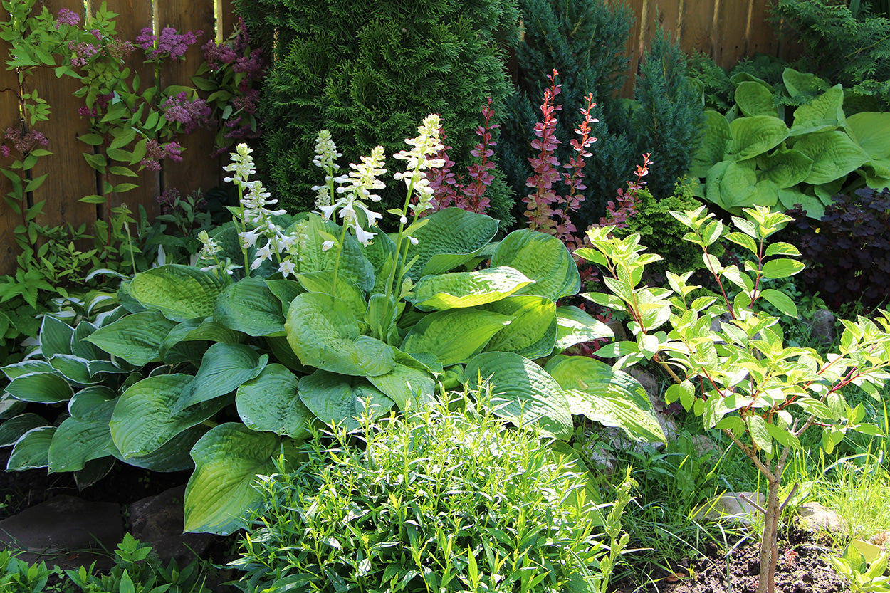 Voorbeeldborders voor een schaduw tuin