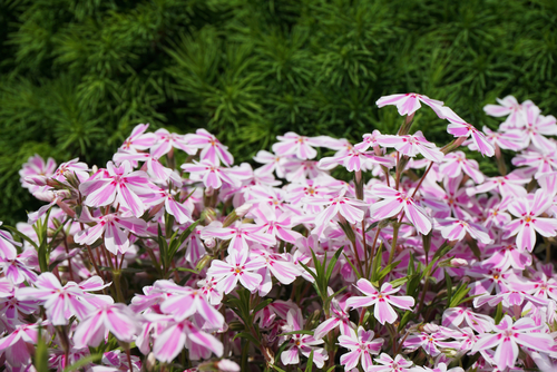 Silene Yarinde tuinplanten