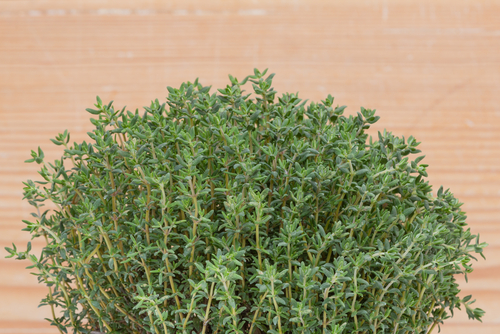 Tijm Yarinde tuinplanten