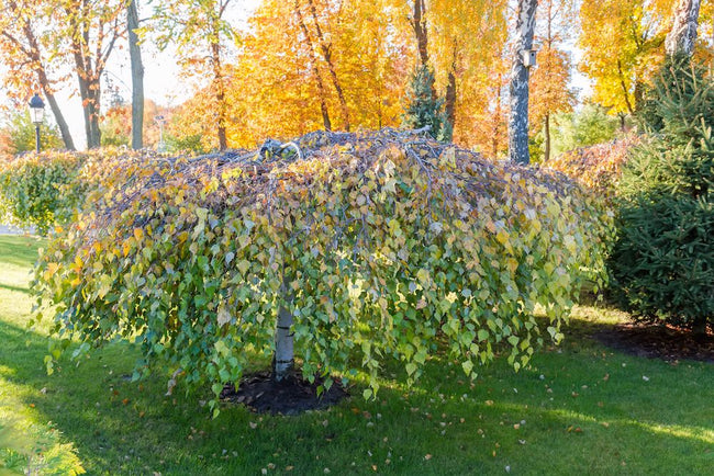 Ruwe berk 'Betula pendula'