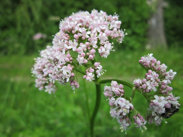 Valeriaan Yarinde tuinplanten