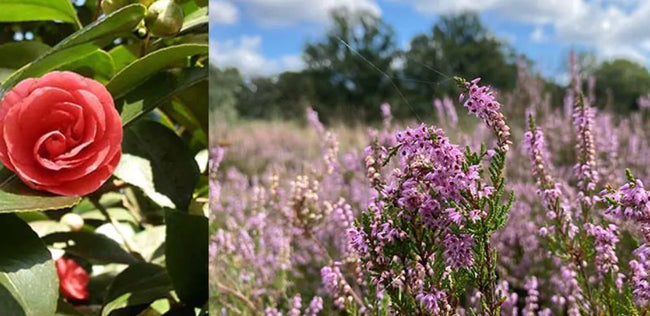 Uitstekende beplanting voor veengrond