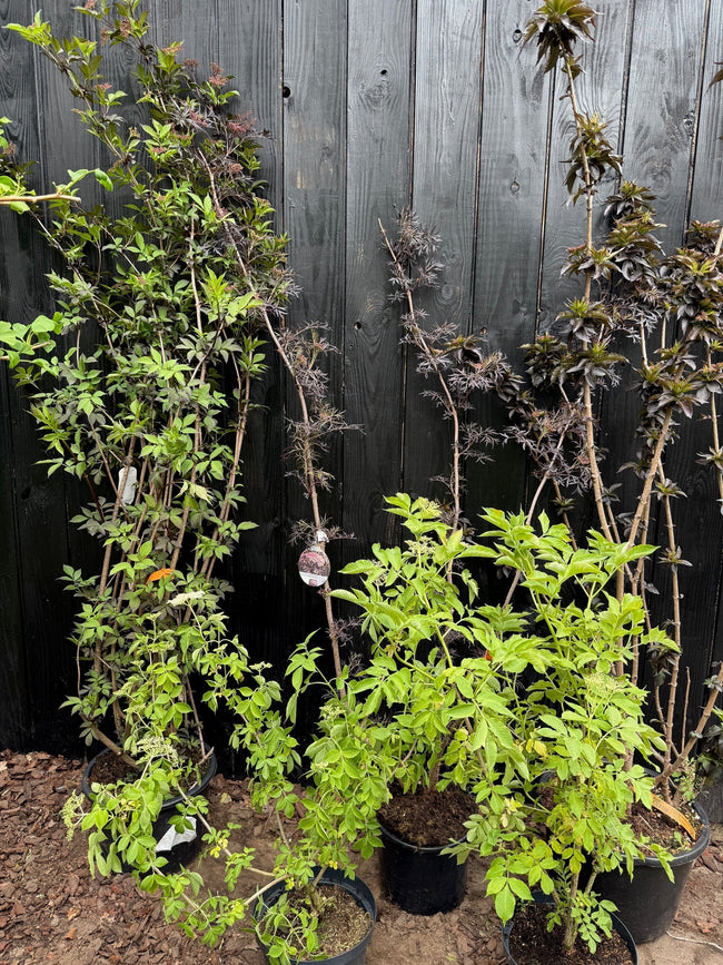 Een vlier op jouw manier – ontdek de veelzijdige Sambucus nigra