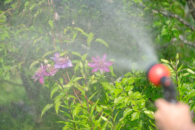 Sproeien in de tuin 