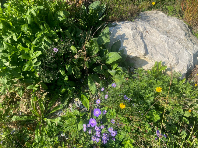 Stappenplan natuurlijke tuin maken