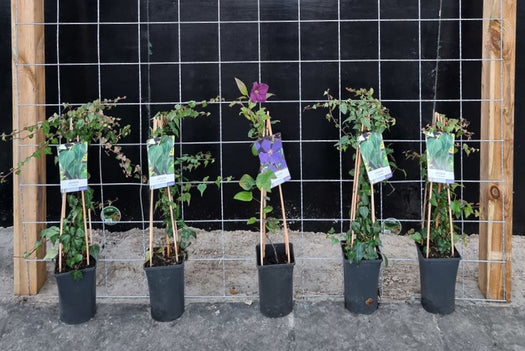 Trellisschermen voor klimplanten