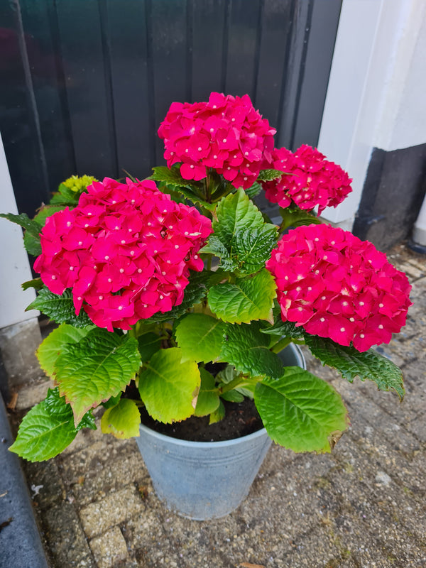 Tuinplanten geschikt voor in potten