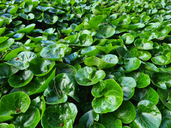 Mansoor 'Asarum'