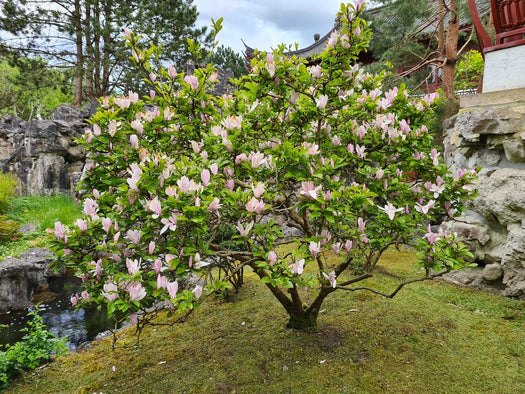 Alle Bloeiende bomen