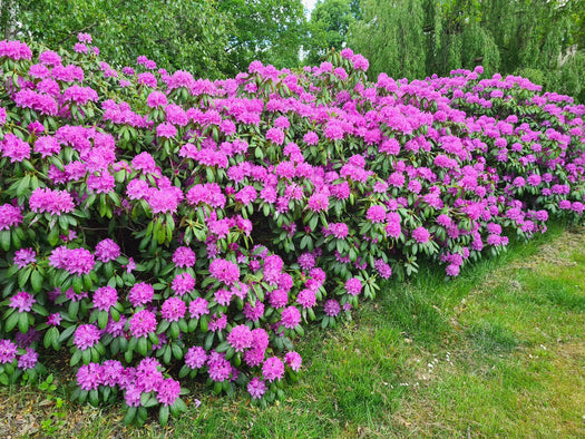 Rododendron 'Rhododendron' informatie