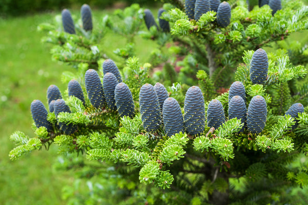 Koreaanse zilverspar - Abies Koreana