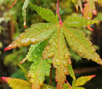 Japanse tuinplanten