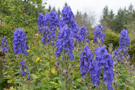 Monnikskap 'Aconitum'