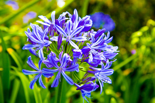 Alle Afrikaanse lelie 'Agapanthus'