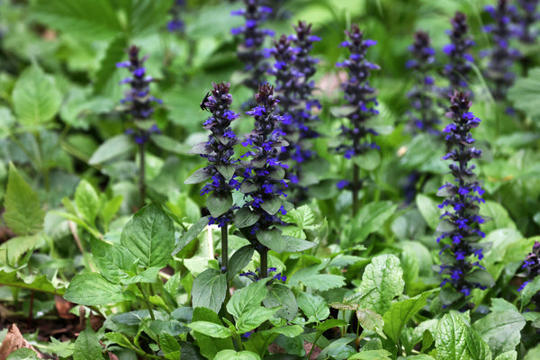 Kruipend Zenegroen 'Ajuga'