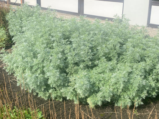 Alsem 'Artemisia'