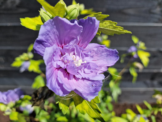 Heemstroos 'Hibiscus'