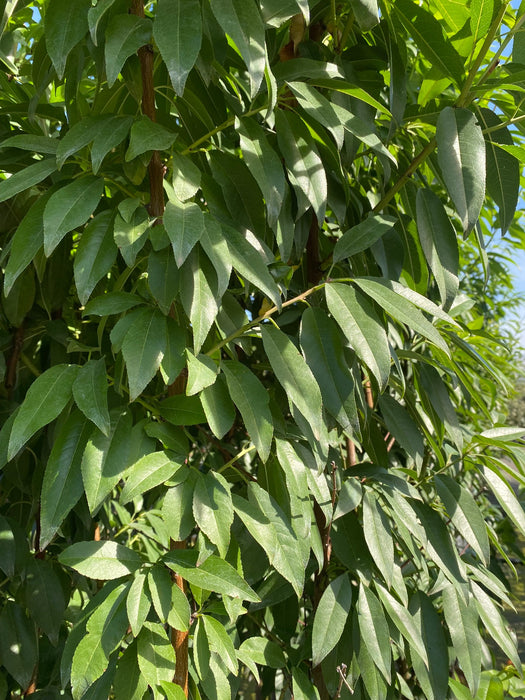 Amandelboom 'Prunus dulcis'