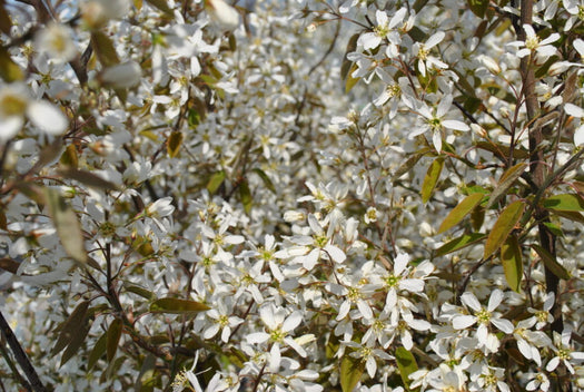 Krentenboompje 'Amelanchier'