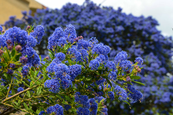 Amerikaanse sering 'Ceanothus'