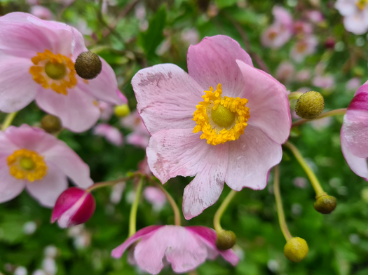 Borderpakketten - Anemoon - Anemone