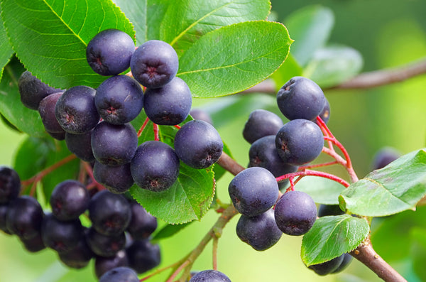 Appelbes 'Aronia'