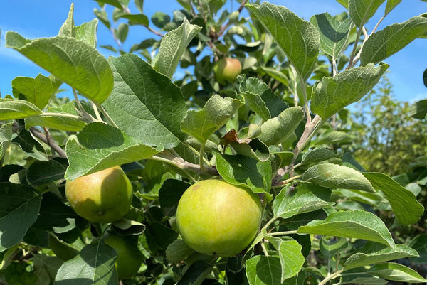 Appelbomen informatie