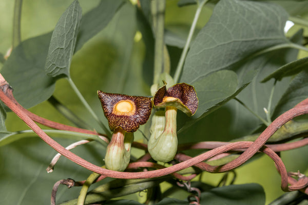 Pijpbloem 'Aristolochia' soorten