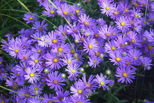 Alle Herfstasters 'Aster'