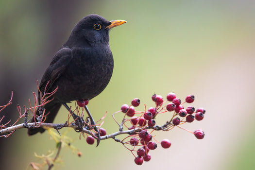 Vogelvriendelijke struiken met bessen