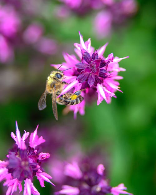 Bijvriendelijke tuinplanten