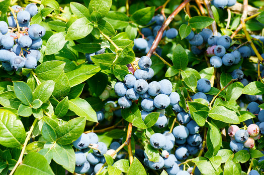 Blauwe Bes struiken - 'Vaccinium corymbosum'