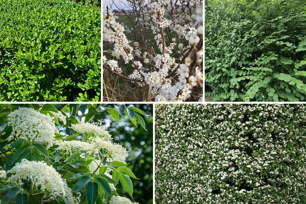 Borderpakket Bosplantsoen - inheemse tuinplanten