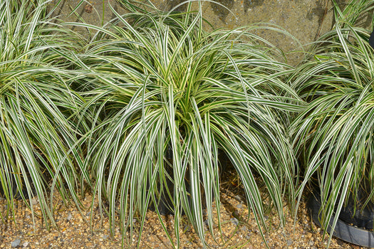 Zegge 'Carex'