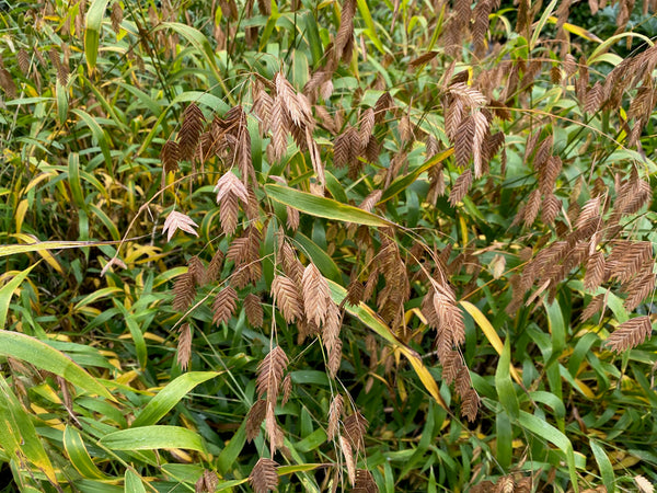 Plataargras 'Chasmanthium'