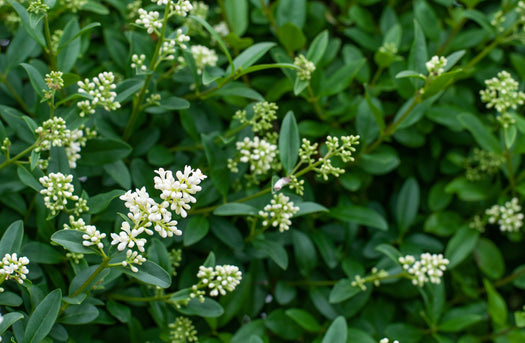 Ligusterhaag 'Ligustrum vulgare'