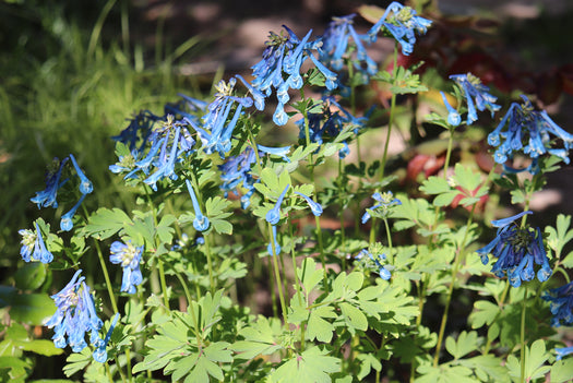 Helmbloem 'Corydalis'